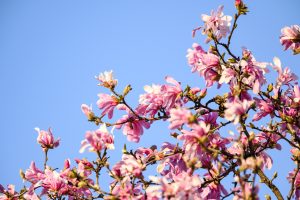 Magnolia tree